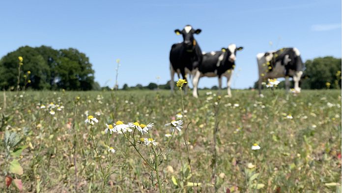 Troppo letame e poca azione: le fattorie olandesi mettono alla prova i target ambientali europei