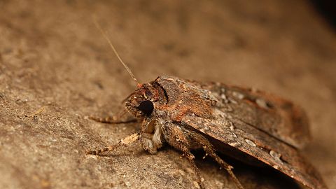 This image provided by Ajay Narendra shows an Australian Bogong moth at the Ramshead Range of the Snowy Mountains in New South Wales, Australia.