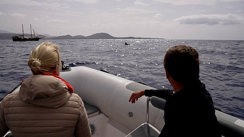  Tenerife szigetén, a Kanári-szigeteken a Biocean csendes hajókkal, kis csoportoknak teszi lehetővé a bálnák megfigyelését.