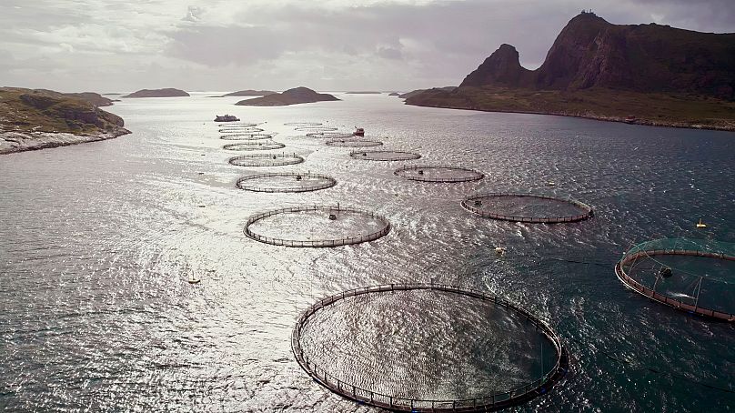 Η ιχθυοκαλλιέργεια προσφέρει μια εναλλακτική βιομηχανία, αλλά εγείρει τοπικές ανησυχίες σχετικά με τη ρύπανση και τις οπτικές επιπτώσεις στις παράκτιες περιοχές.