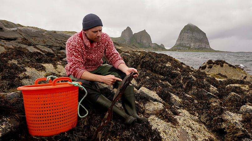 Το παρθένο αρκτικό περιβάλλον δημιουργεί οικονομικές ευκαιρίες όπως η συγκομιδή φυκιών: ο Anders Budde συλλέγει και πουλάει άγρια ​​φύκια σε εστιατόρια στην ηπειρωτική χώρα.
