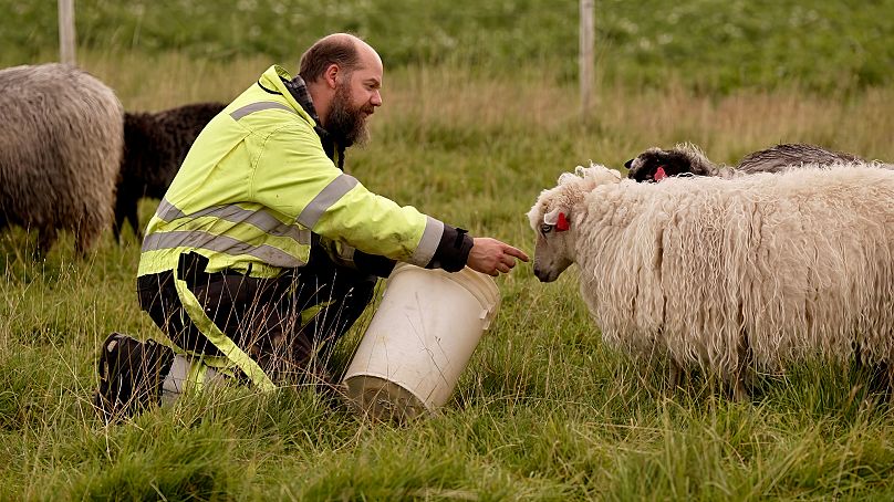 Ο Ολλανδός μηχανικός Thijs De Swart έγινε ο τελευταίος κτηνοτρόφος προβάτων στην Τρένα, αφού όλοι οι άλλοι αγρότες έφυγαν ή συνταξιοδοτήθηκαν.