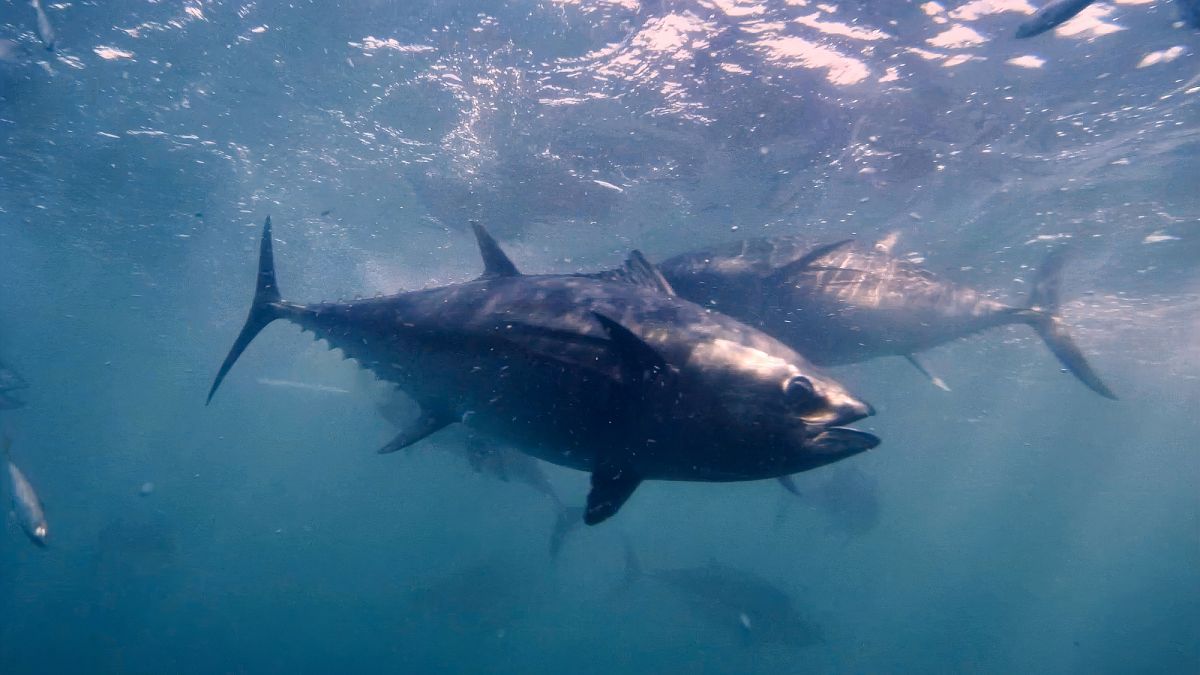 Europe’s bluefin tuna made a remarkable comeback. Will it last?