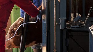 L’Afrique du Sud se mobilise pour contenir la fièvre aphteuse