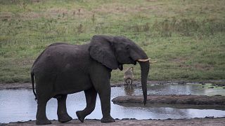 Braconnage : une nouvelle méthode pour identifier l’ivoire d'éléphants