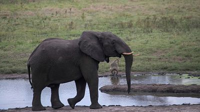 Braconnage : une nouvelle méthode pour identifier l’ivoire d'éléphants