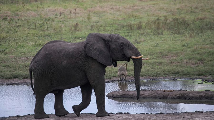 Mysterious, endangered 'ghost elephant' seen for the first