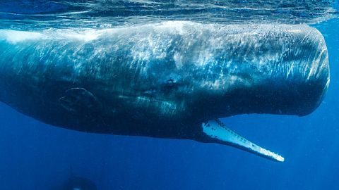 A sperm whale pictured off the coast of Sri Lanka