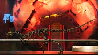 New species of small dinosaur goes on display in London