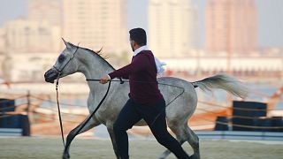 A spotlight on Qatar’s most beloved animals, from Arabian horses to whale sharks and falcons