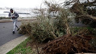 FILE - A man walks by a tree that fell due to high winds on the promenade along the seaside in Pornichet, Brittany, Thursday, Nov. 2, 2023.
