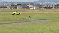 Bear running on tarmac at Yamagata airport