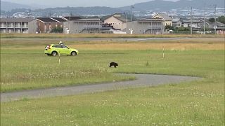 Bear disrupts flights at Yamagata Airport, forces runway closure