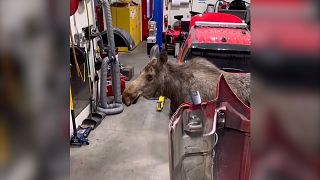 Moose carefully inspects fire gear  