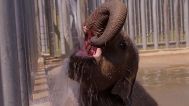 Un elefante gioca con l'acqua per rinfrescarsi, Zoo di Whipsnade, 27.06.2025