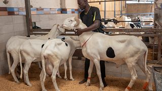 Sénégal : le ladoum, élu plus beau mouton du pays