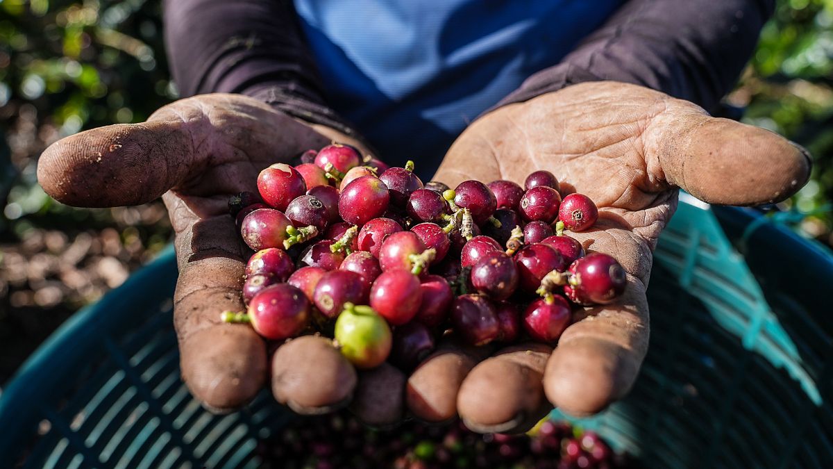 Watch: Why Costa Rica's eco-friendly coffee culture is thriving