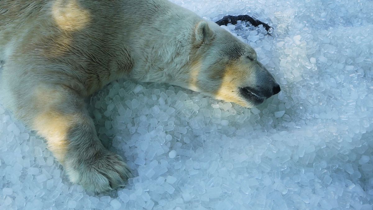 Prague Zoo uses tonnes of ice to cool animals during heatwave