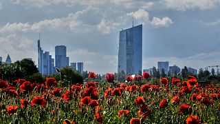 Poppy flowers bloom on a meadow near the European Central Bank, right, in Frankfurt, Germany. 22 May 2025.