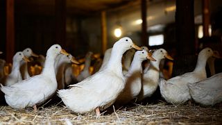 Ducks walk around their barn a New York farm on May 22, 2025.