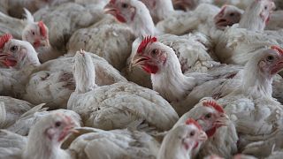 Grippe aviaire : l’Afrique du Sud signale de nouveaux cas de H5N1 