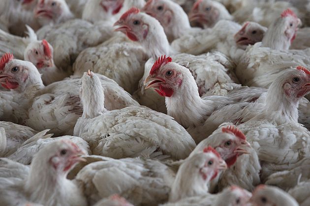 Grippe aviaire : l’Afrique du Sud signale de nouveaux cas de H5N1 