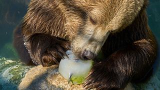 A bear enjoys iced fruit at Rome's zoo, Wednesday, July 2, 2025, as temperatures soar to around 40 degrees Celsius.
