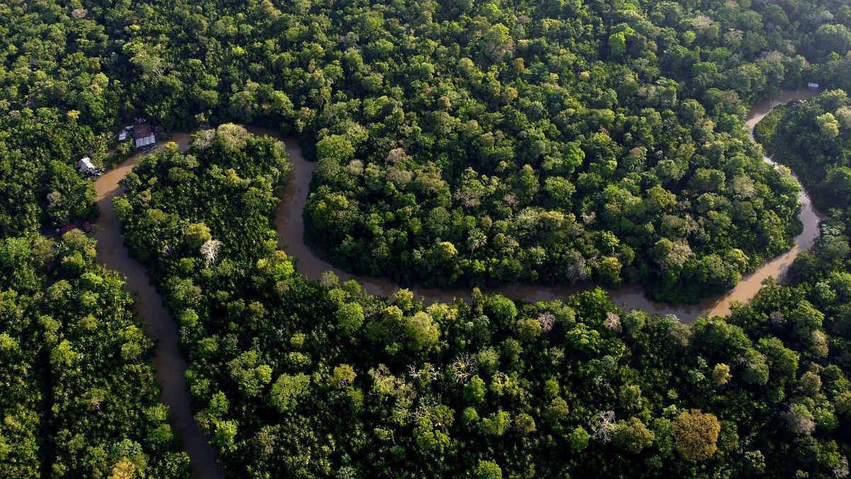 Nineteen EU countries call for EU Deforestation Law ‘simplification’