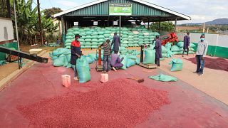 Empowering youth in agriculture could boost global economy, FAO report says