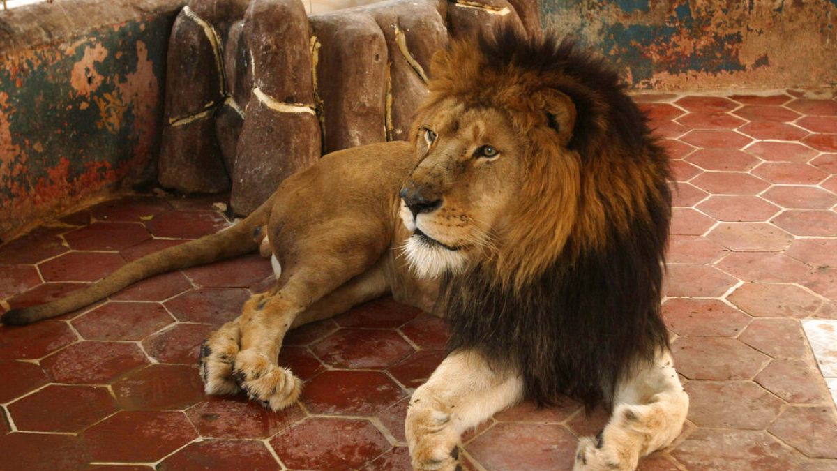 من يخاف الكلب يجد أسدا أمامه في باكستان والنتيجة: إصابة 3 أشخاص واعتقال مالك الحيوان