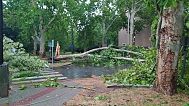 Trees have fallen