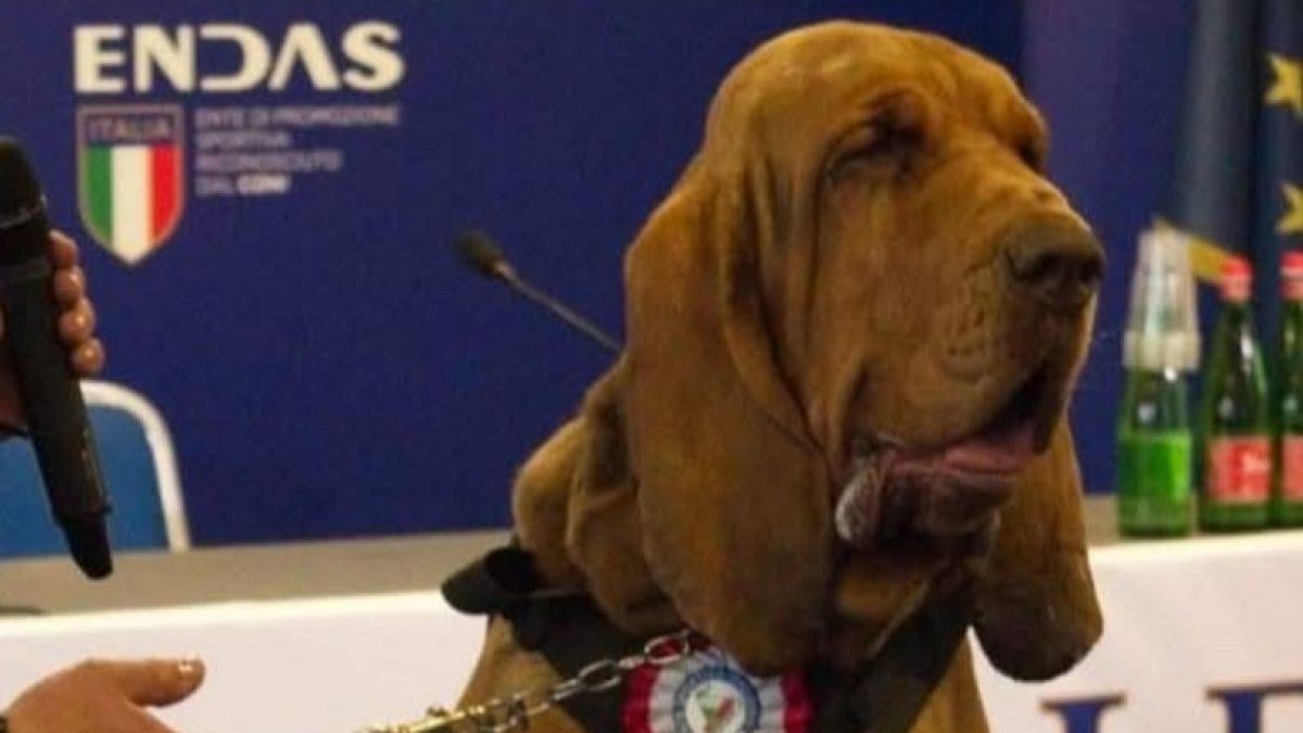 İtalya Başbakanı Meloni, narkotik köpeğinin çivili sosisle öldürülmesini kınadı