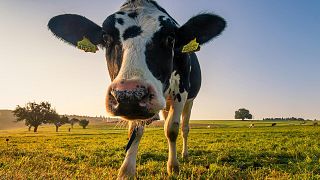 Dairy cows produce less milk in hot and humid conditions, new study shows.