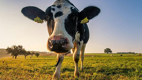 Dairy cows produce less milk in hot and humid conditions, new study shows.