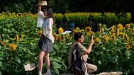 A woman poses next to a man takes a smartphone photo of the blooming sunflowers at the Olympic Forest Park, in Beijing. 6 July 2025.