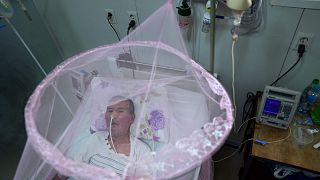Could AI help fight mosquito-borne diseases?