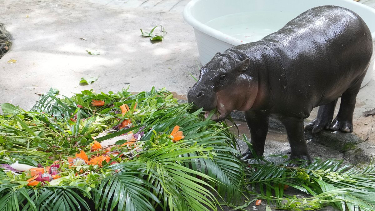 Thailand’s star baby hippo Moo Deng celebrates her first birthday