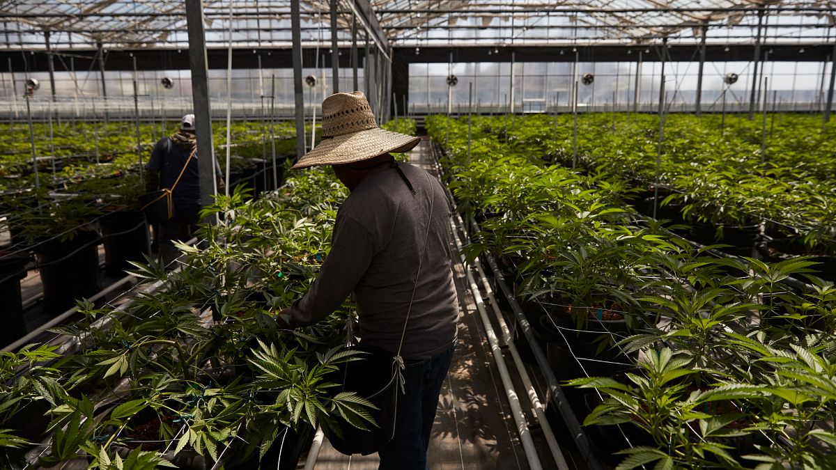 Agents clash with protesters during ICE raids at southern California marijuana farm