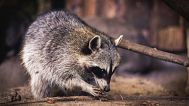 They may look cute, but raccoons are predators that can damage ecosystems.