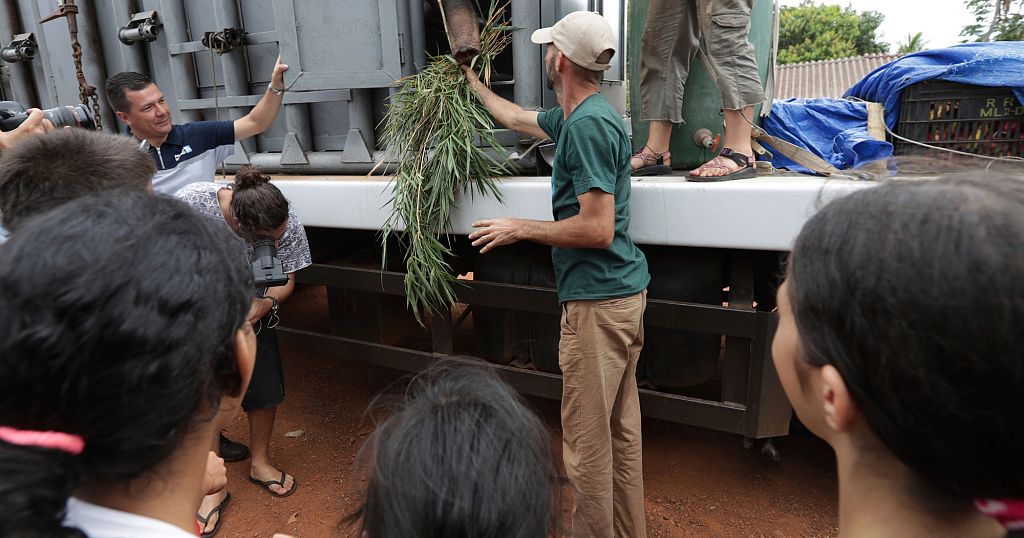 Brazil elephant sanctuary welcomes its newest resident, rescued from a zoo in Argentina