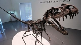 Dinosaur skeleton and Martian meteorite to go under the hammer at Sotheby's 'Geek Week'