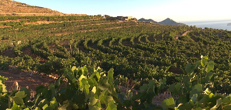 El viñedo de la Bodega Manalis