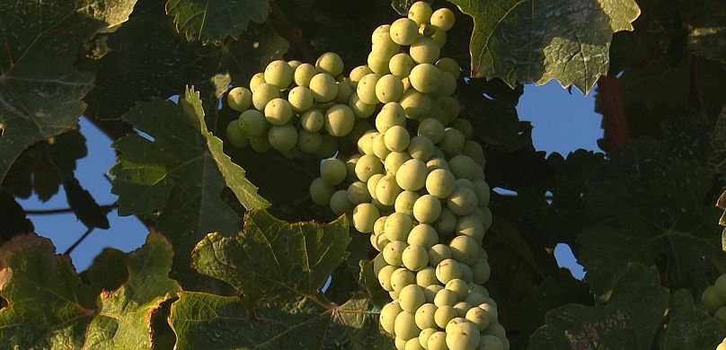 El viñedo de la Bodega Manalis