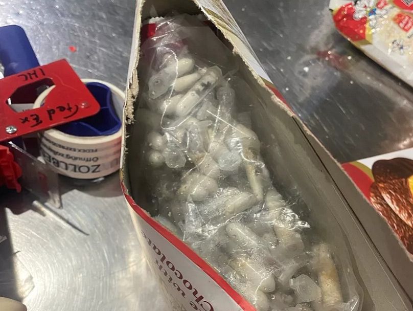 La aduana principal de Colonia descubrió alrededor de 1.500 tarántulas camufladas en un cargamento de galletas.