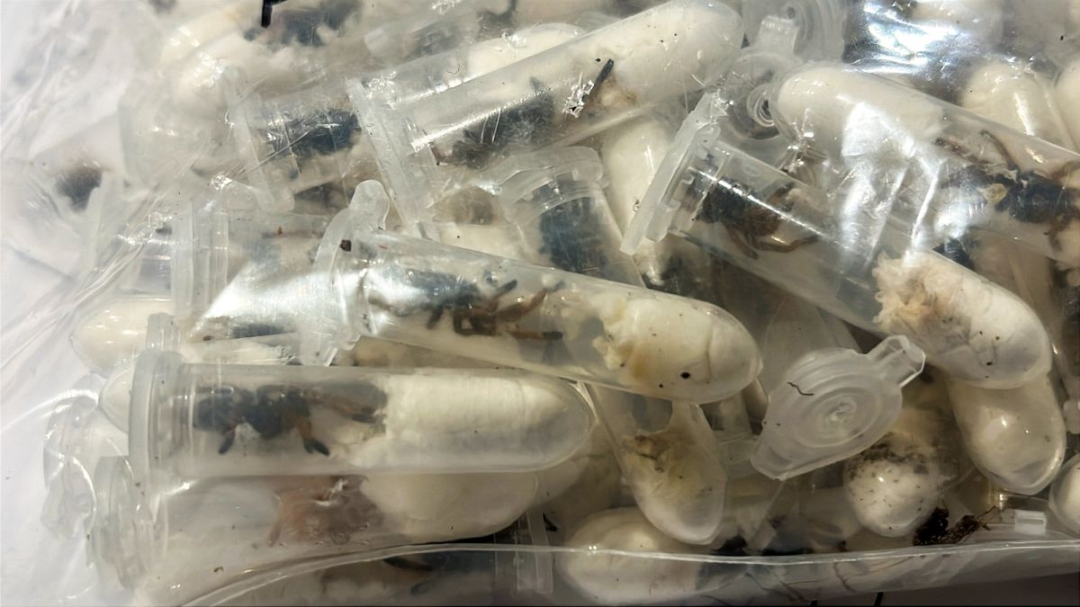 German customs officials find 1,500 tarantulas hidden in cake boxes at airport