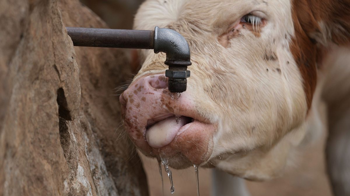 Emergency water deliveries begin on Serbian mountain as drought endangers some 1,000 cows and horses