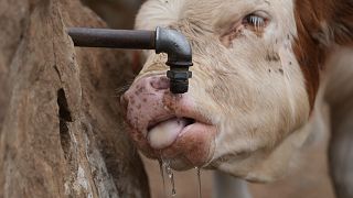 A cow drinks water from drying mountain spring during a severe drought on a mountain Suva Planina, in southeast Serbia.