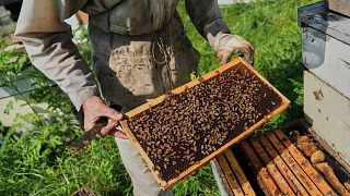 Réchaffement climatique : la chaleur menace la survie des abeilles 