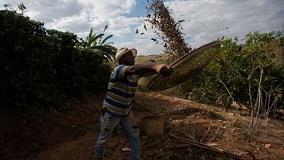Trump's tariffs threat leaves Brazilian coffee producers in the dark 
