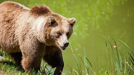 Japan steps up bear safety measures after recent attacks